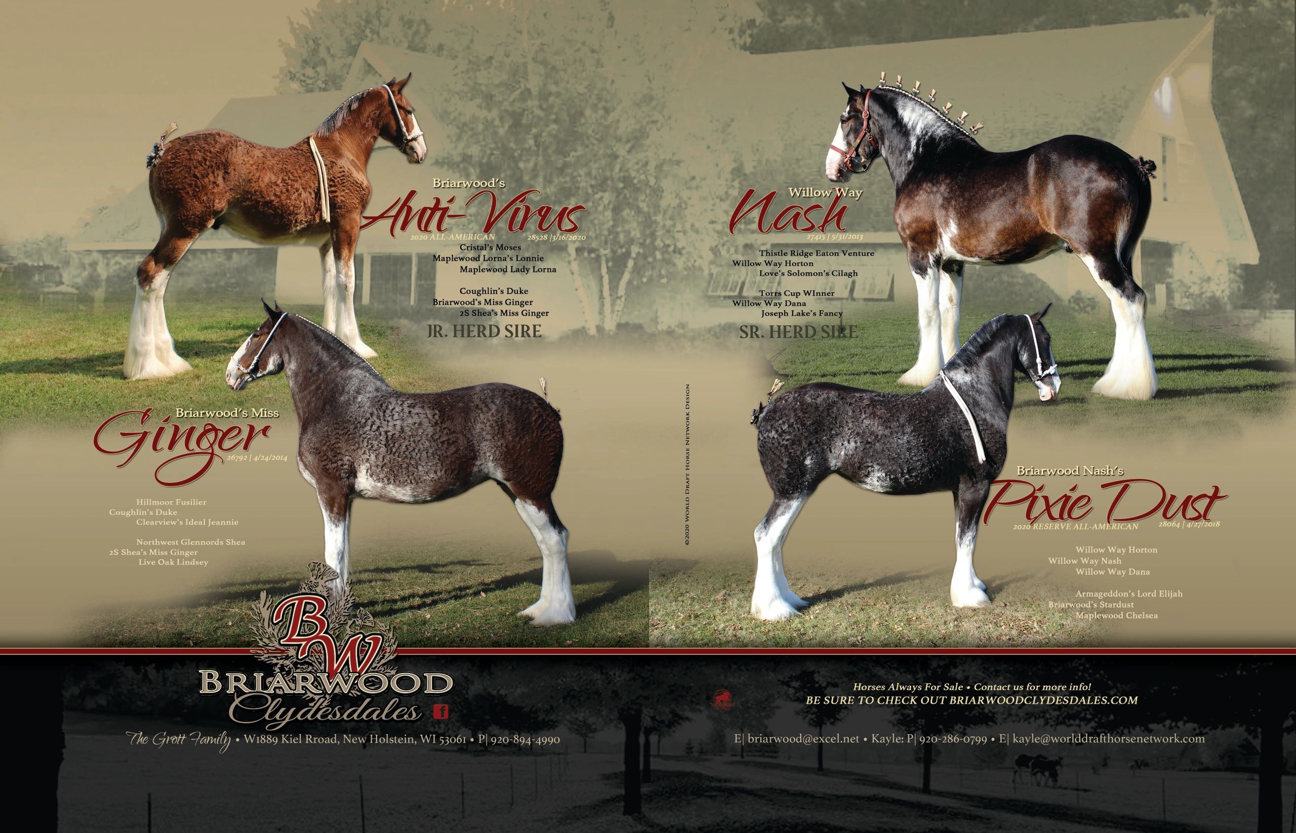 Clydesdales For Sale
